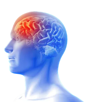 Illustration of an active brain