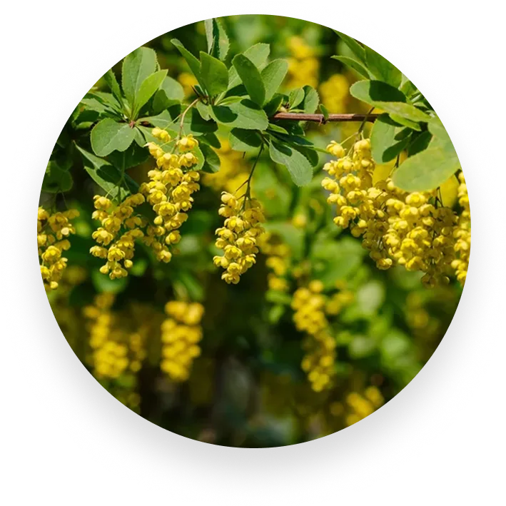 Berberine HCL – To Reboot Your Metabolism