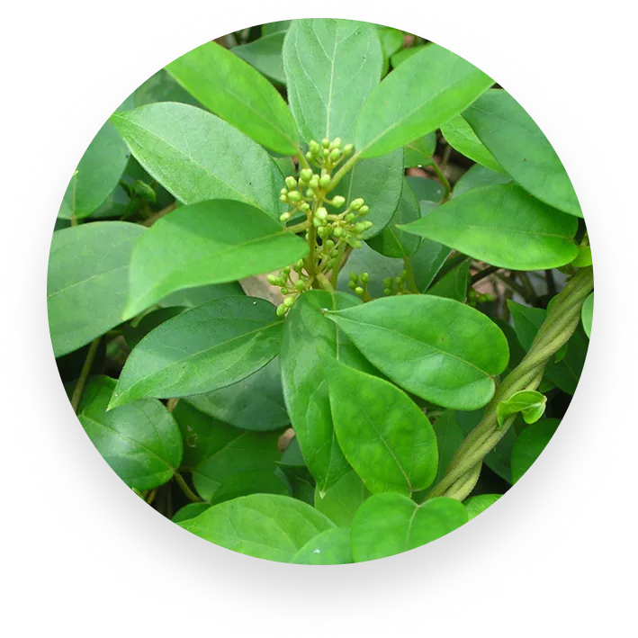 Gymnema Sylvestre – Pancreatic Support