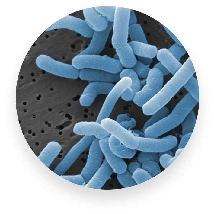 L. Paracasei - Flush Out Toxins, Clear Your Skin