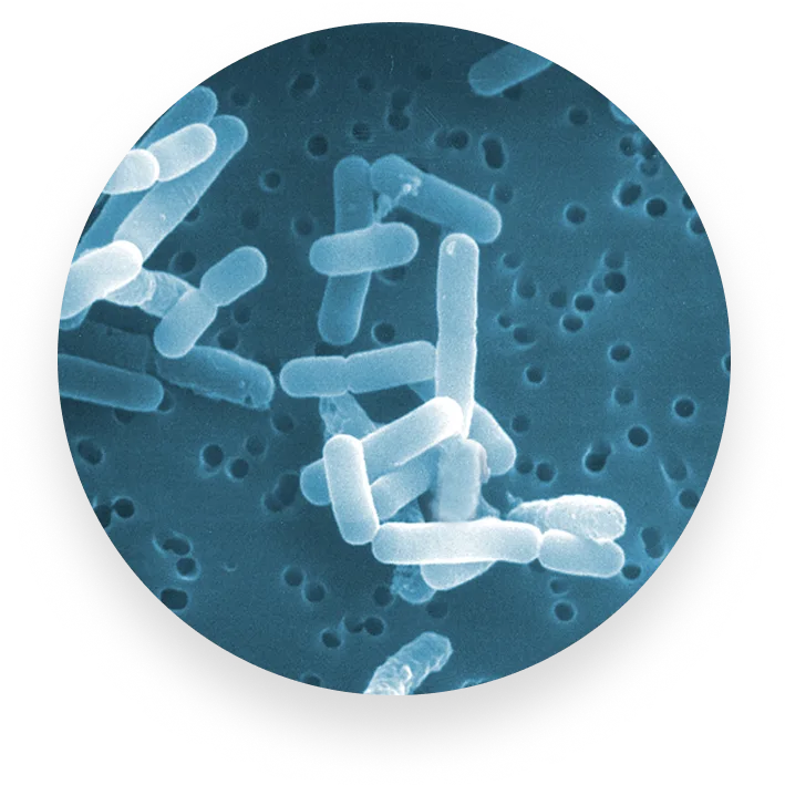 L. Reuteri - Calm Inflammation, Soothe Your Gut