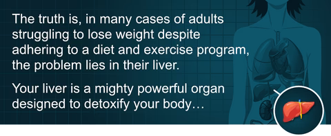 The truth is, in many cases of adults struggling to lose weight despite adhering to a diet and exercise program, the problem lies in their liver