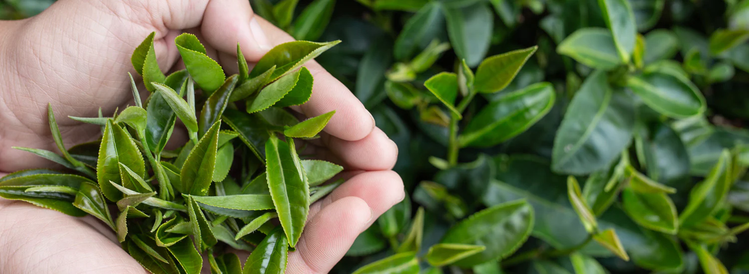 What Are Flavonoids and How Do They Boost Immune Health?